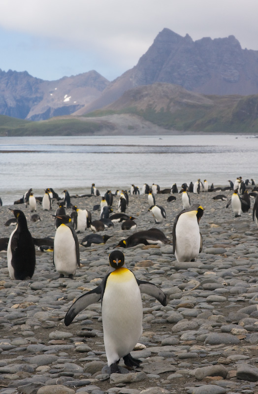 King Penguins On Beach